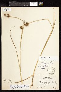 Juncus canadensis image