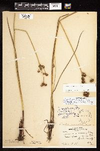 Juncus canadensis image