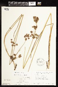Juncus canadensis image
