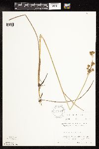 Juncus canadensis image