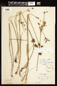 Juncus canadensis image
