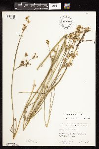 Juncus canadensis image