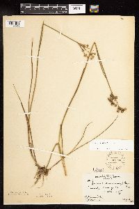 Juncus canadensis image