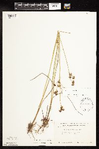 Juncus canadensis image