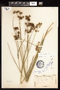 Juncus canadensis image