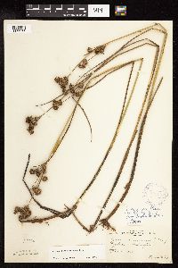 Juncus canadensis image