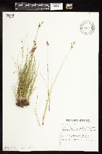 Media resource of Juncus compressus