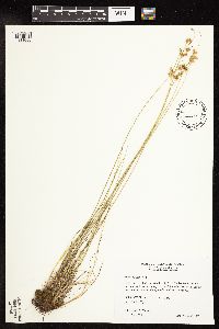 thumbnail image of current specimen