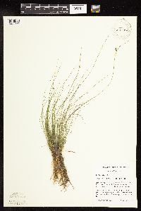 thumbnail image of current specimen