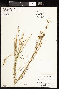 Image of Juncus tenuis