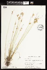 Thumbnail image of current specimen