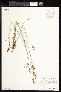 Thumbnail image of current specimen