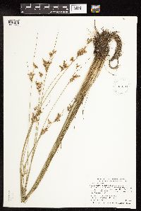 thumbnail image of current specimen