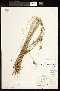 thumbnail image of current specimen