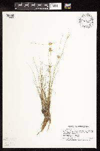 thumbnail image of current specimen