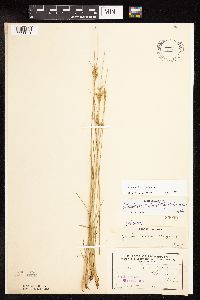 Thumbnail image of current specimen