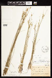 Thumbnail image of current specimen