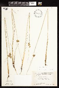 Thumbnail image of current specimen