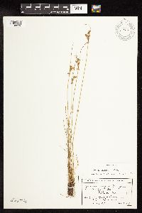 Image of Juncus vaseyi