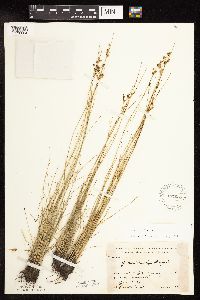Juncus dudleyi image