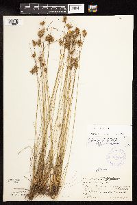 Juncus dudleyi image
