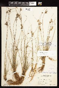 Juncus dudleyi image