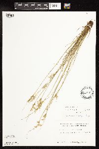 Juncus dudleyi image