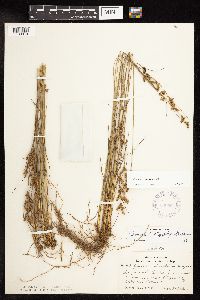 Juncus dudleyi image