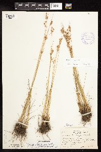 Juncus dudleyi image