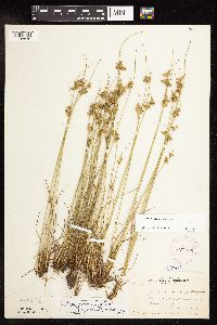 Juncus dudleyi image