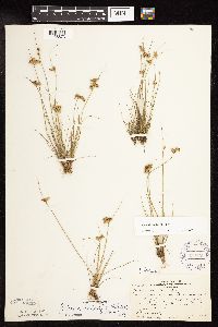 Juncus dudleyi image
