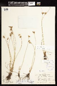 Juncus dudleyi image