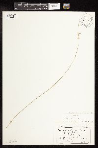 Juncus dudleyi image