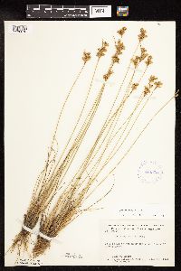 Juncus dudleyi image