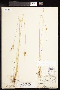Juncus dudleyi image