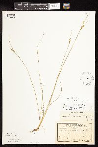 Juncus dudleyi image