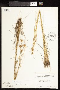 Juncus dudleyi image