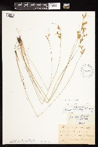 Juncus dudleyi image