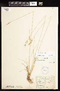 Juncus dudleyi image