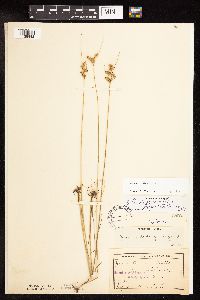 Juncus dudleyi image
