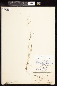 Juncus dudleyi image