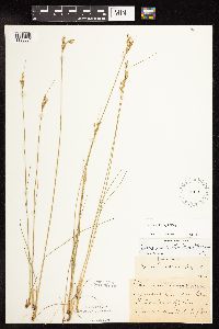 Juncus dudleyi image