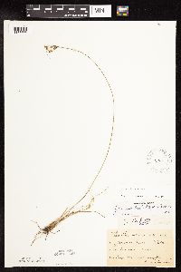 Juncus dudleyi image