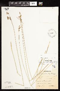 Juncus dudleyi image