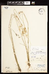 Juncus dudleyi image