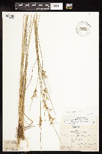 Juncus dudleyi image