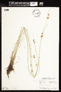 Juncus dudleyi image