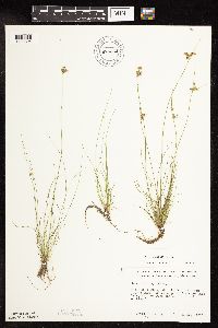 Juncus dudleyi image