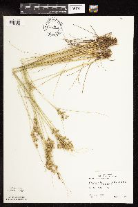 Juncus dudleyi image