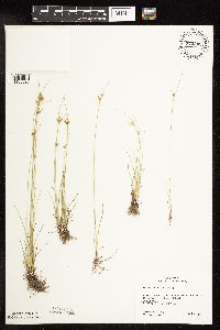 Juncus dudleyi image